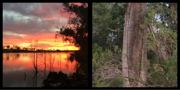 Sunrise on the Murray River, Original Canoe Tree