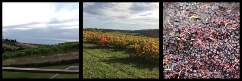 McLaren Vale Wine Region