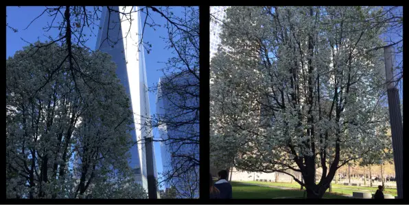 Survivor Tree 9/11 Memorial Manhattan New York City