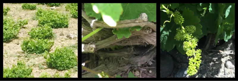 Grape Vines on Thera Santorini Greece