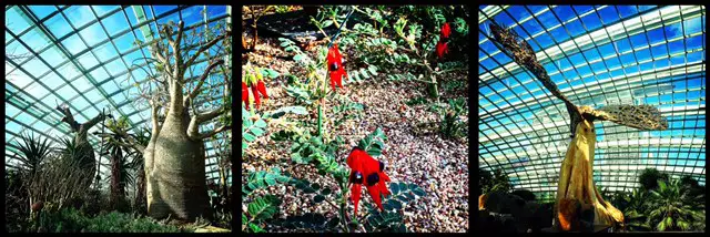 Flower Dome: Boabs; Sturt Peas; the strangest tree we've seen