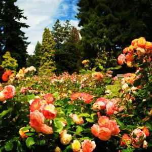 Stanley Park. Vancouver. BC. Canada.