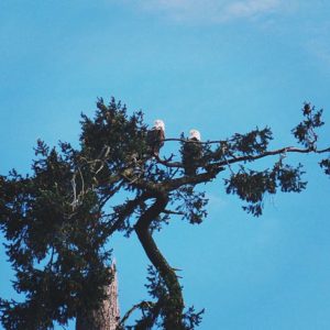 Stanley Park. Vancouver. BC. Canada.