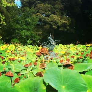 Botanic Gardens. Adelaide. South Australia. Australia.