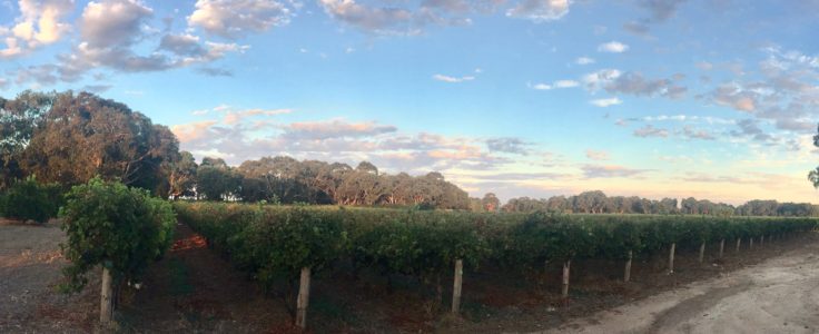 Langhorne Creek. South Australia. Australia.