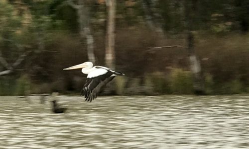 Murray River Houseboat Adventure. South Australia