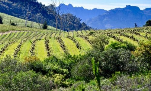 Stellenbosch Wine Route. South Africa.