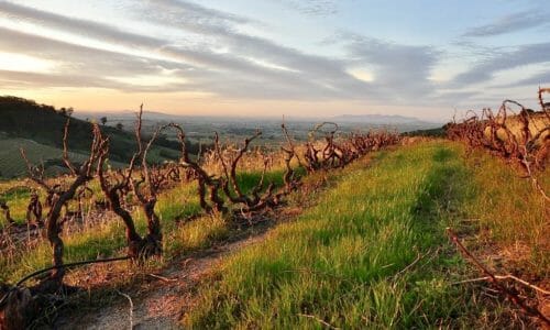 Stellenbosch Wine Route. South Africa.