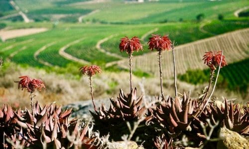 Stellenbosch Wine Route. South Africa.