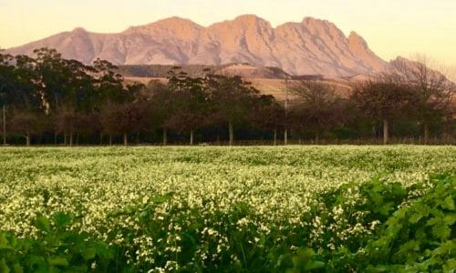 Stellenbosch Wine Route. South Africa.