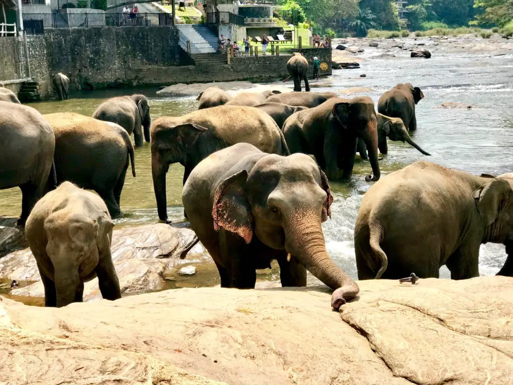 Kandy. Sri Lanka.