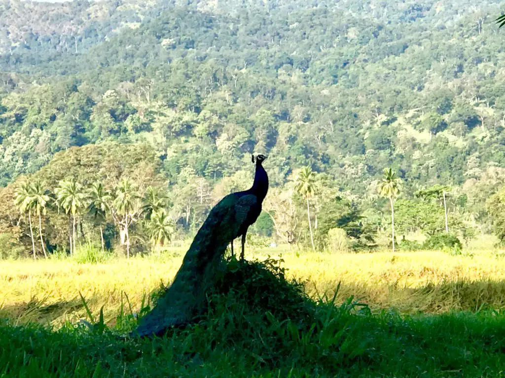 Jetwing Kaduruketha. Sri Lanka.