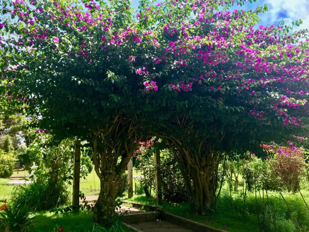 Nuwara Eliya. Sri Lanka.