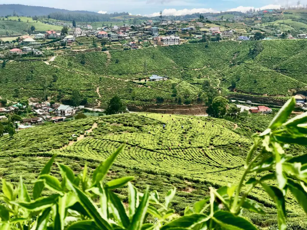 Nuwara Eliya. Sri Lanka.