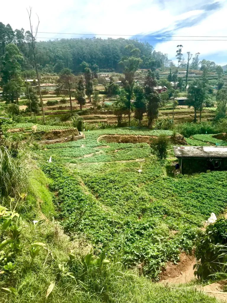 Nuwara Eliya. Sri Lanka.