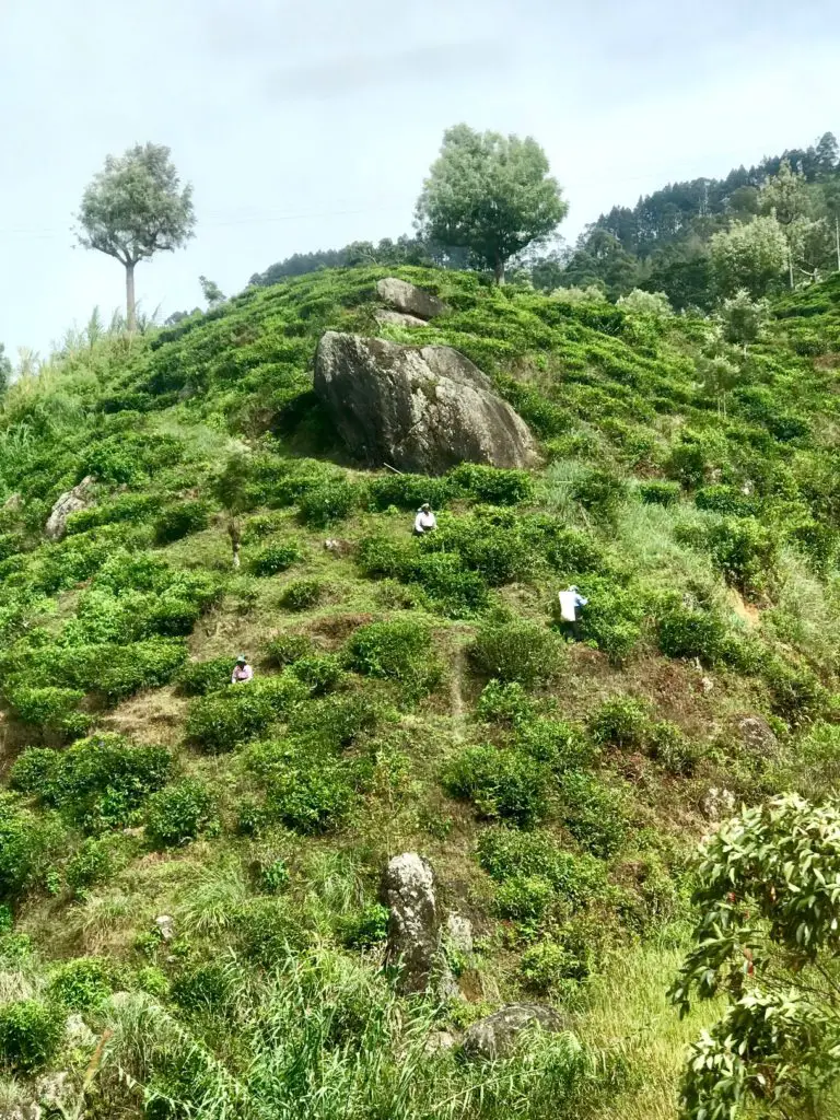 Nuwara Eliya. Sri Lanka.