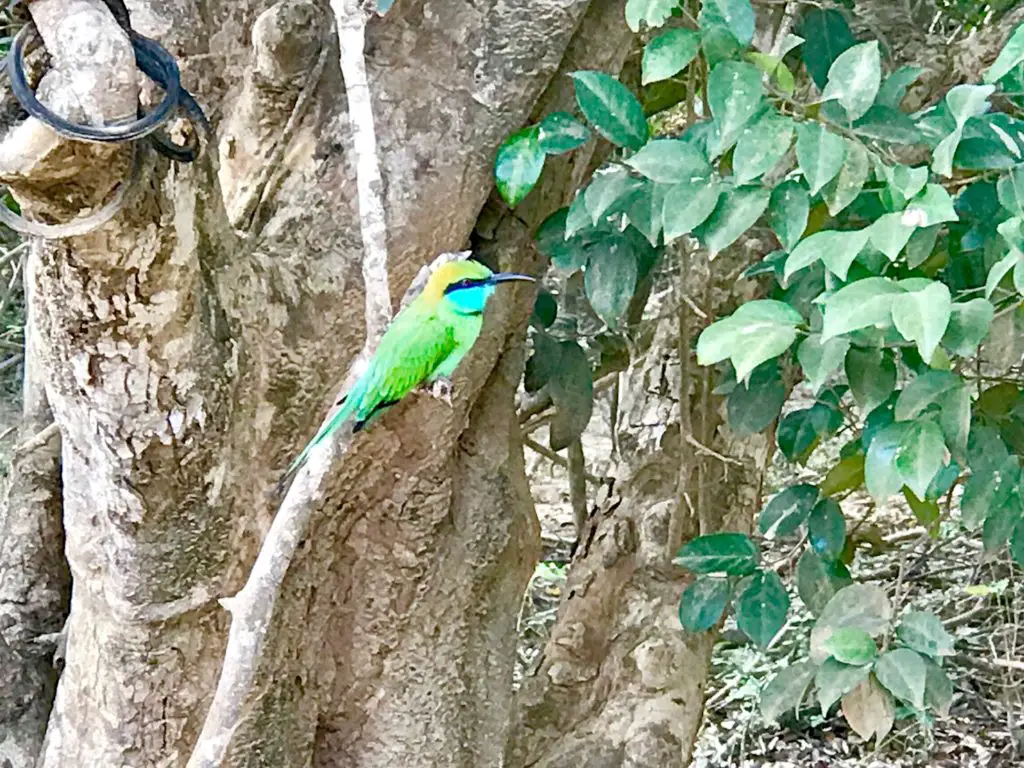 Yala. Sri Lanka.