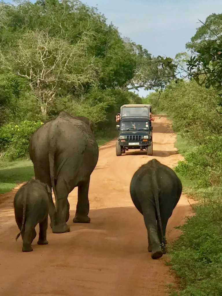 Yala. Sri Lanka.