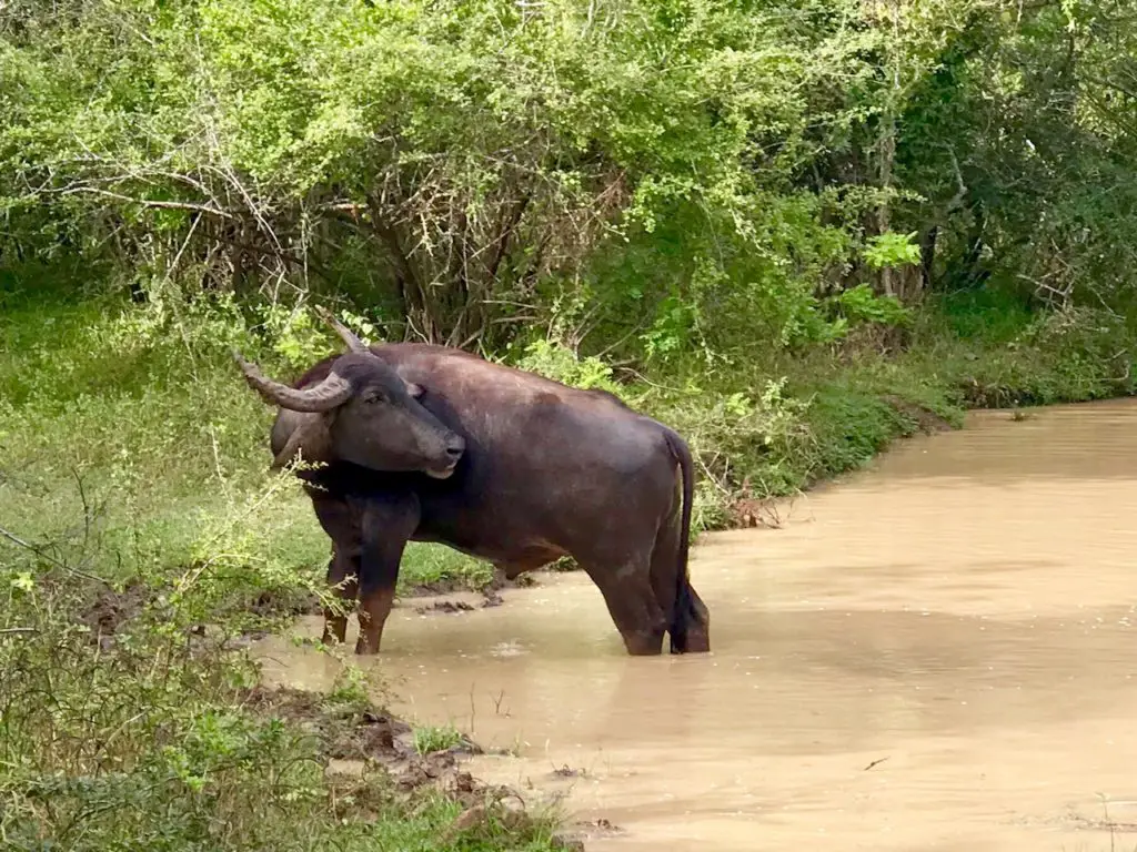 Yala. Sri Lanka.