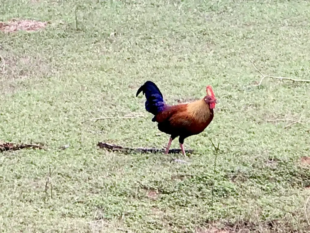 Yala. Sri Lanka.