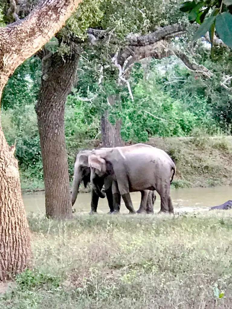 Yala. Sri Lanka.