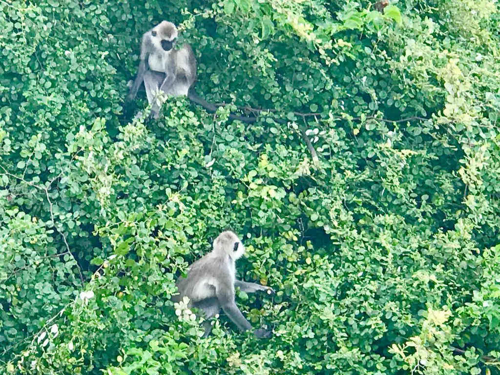 Yala. Sri Lanka.