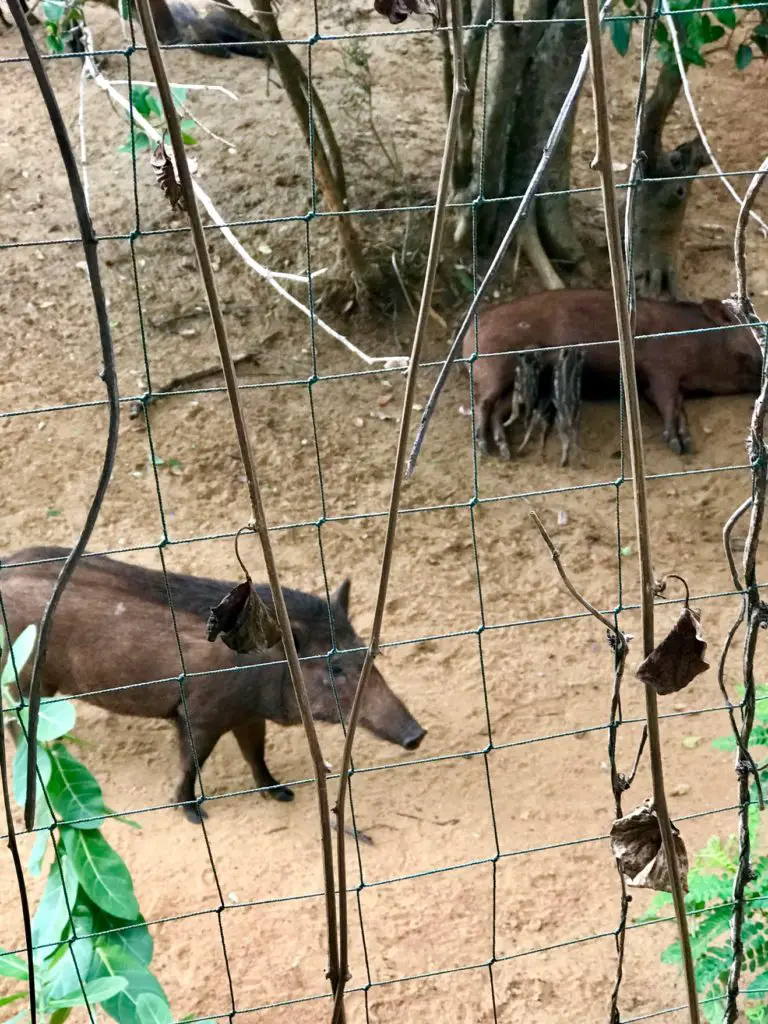 Yala. Sri Lanka.