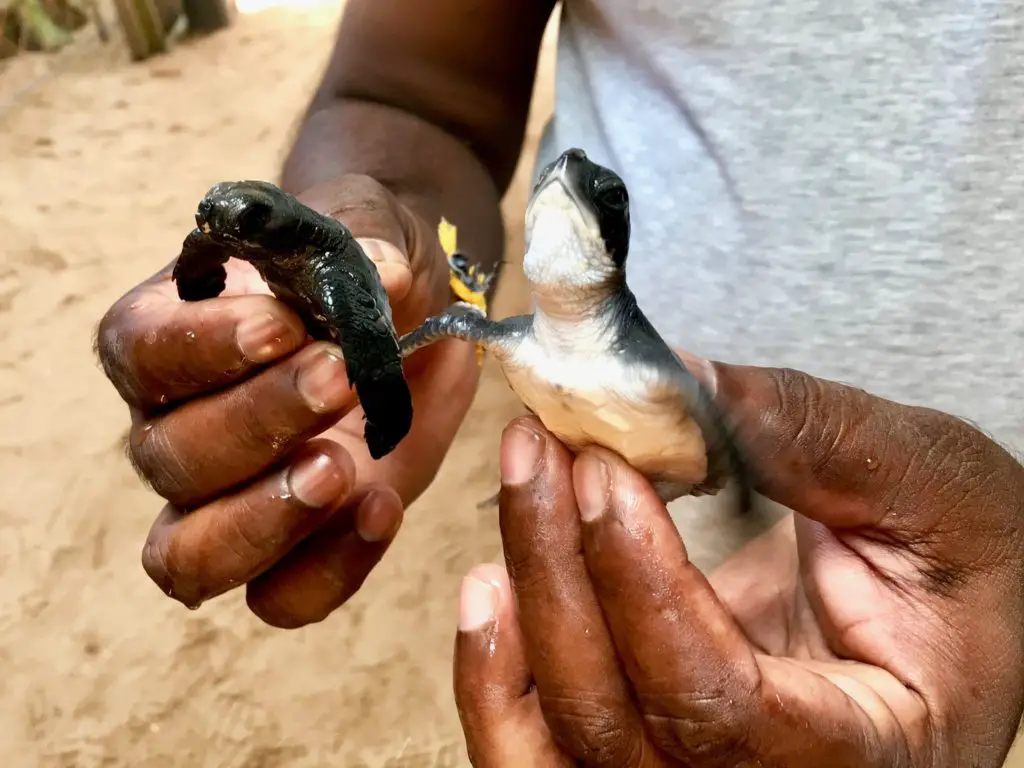 Negombo. Sri Lanka.