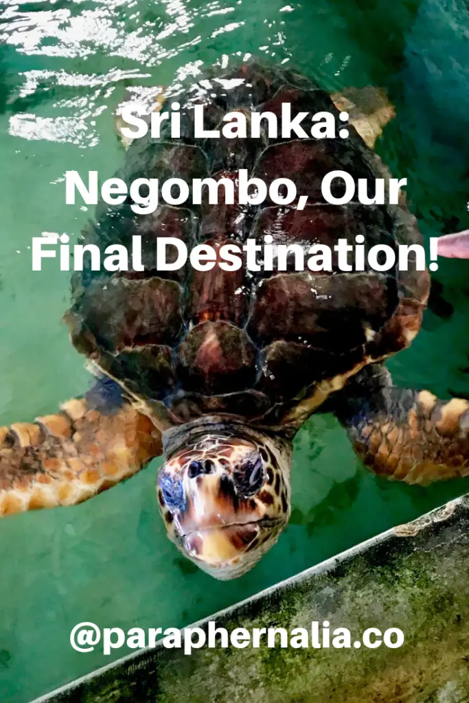 Negombo. Sri Lanka.