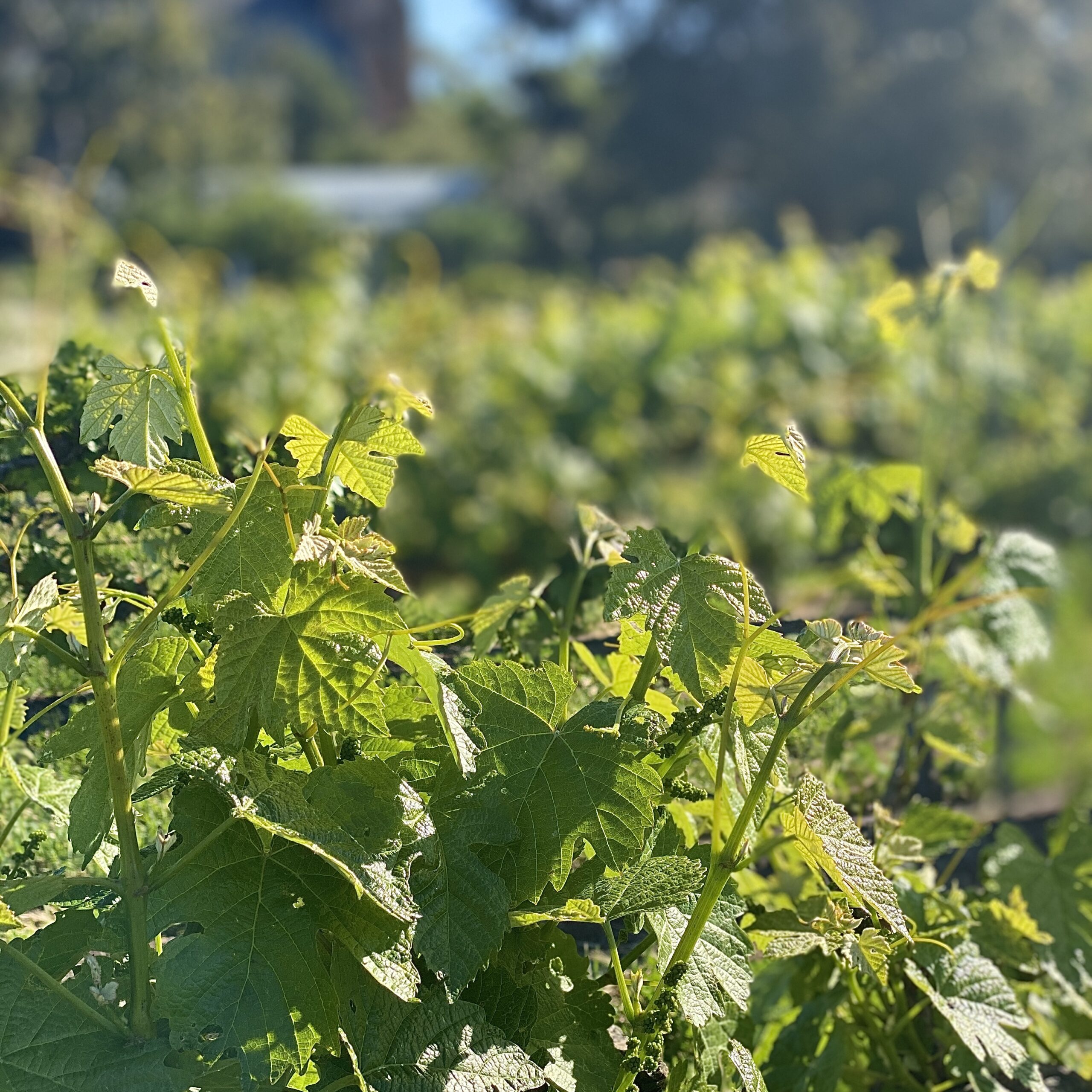 Sevenhill Clare Valley